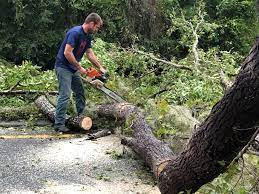 Best Firewood Processing and Delivery  in Ferrum, VA