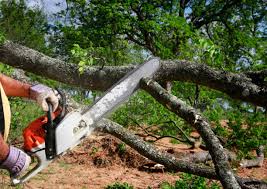  Ferrum, VA Tree Services Pros