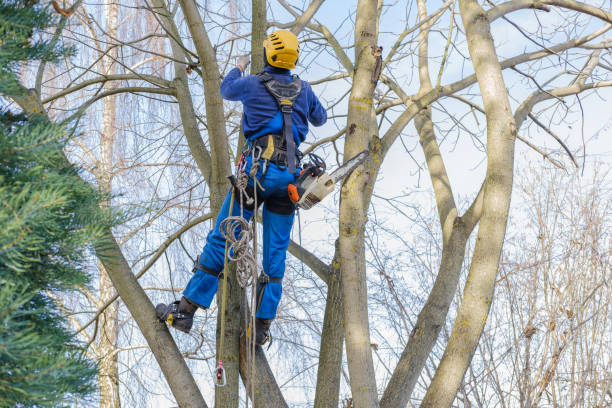 Best Leaf Removal  in Ferrum, VA
