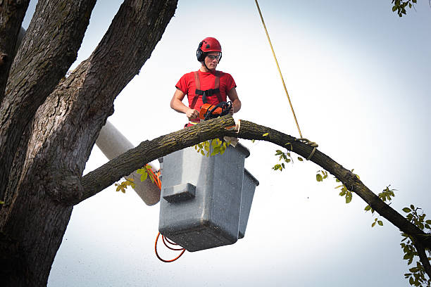 Best Tree Risk Assessment  in Ferrum, VA